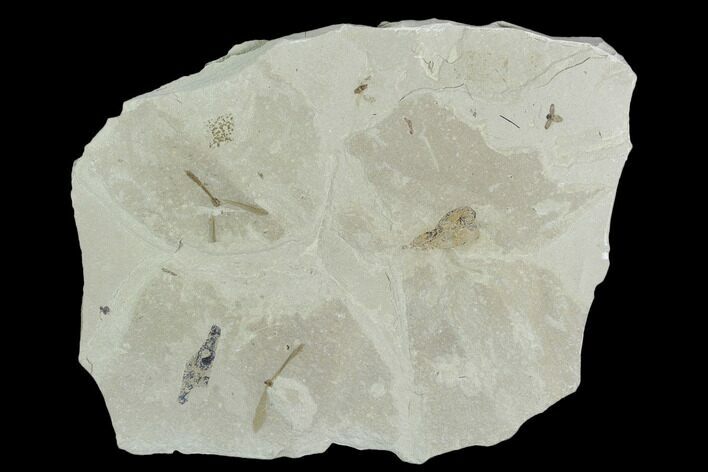 Insect Fossil Cluster- Green River Formation, Utah #101680